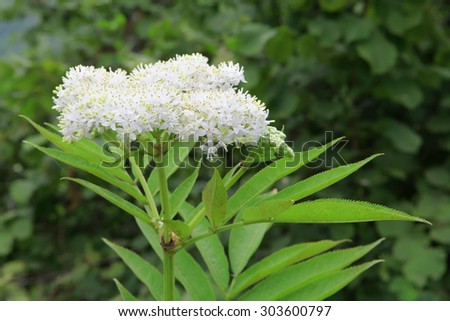 White yarrow exotic tropical flower groing in mountains of Abkhazia
