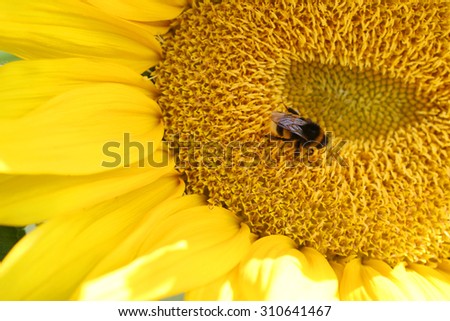 The bumblebee extracts pollen on a sunflower