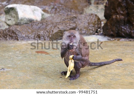 Monkey eating banana on Monkey Island, Phuket, Thailand