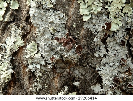 elm tree bark identification. elm tree bark identification.
