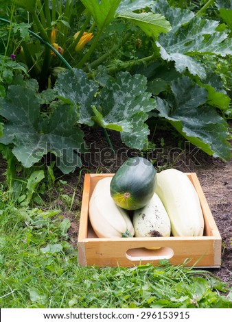Squashes in the wooden box under the squash plant in bloom