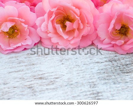 Pink curly roses bouquet on the rustic white painted background