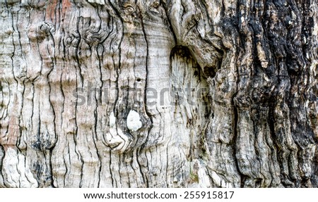 A backgrounds with  the old bark of large tree in the forest