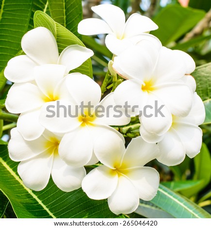 Good smell of white flower ,it name is Lan Tom or Leelawadee on morning time