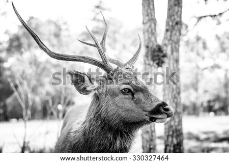 Beautiful horn of a deer in the forest on black and white color