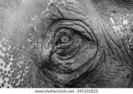 Black and white color with an elephant eye,Focus on eyelid