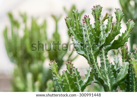 Cactus, Green Prickly Cactus Leaf in the Desert