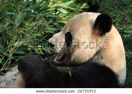 China Panda