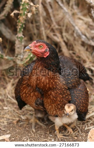 stock photo : mother hen protecting chick