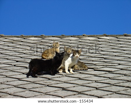 Group of cats on the roof
