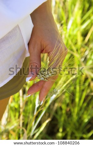 Female hand holding ear of wheat close-up