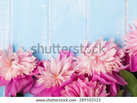 Pretty pink peonies on blue colored wooden background, top view