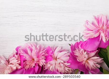 Pretty pink peonies on white wooden background