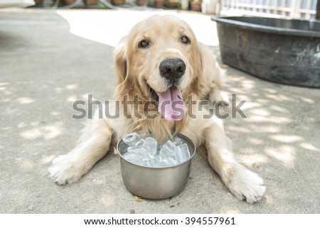 hot weather Golden retriever and Ice bowl. For cooling, shallow focus