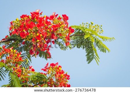 Flame Tree Flower - Royal Poinciana Tree on blue sky