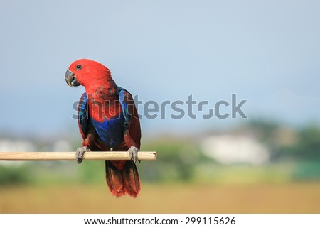 Colorful red parrot, a female Eclectus parrot (Eclectus roratus)