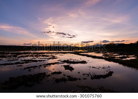 Beautiful sunset reflected in water in the cornfield, chiang mai,thailand