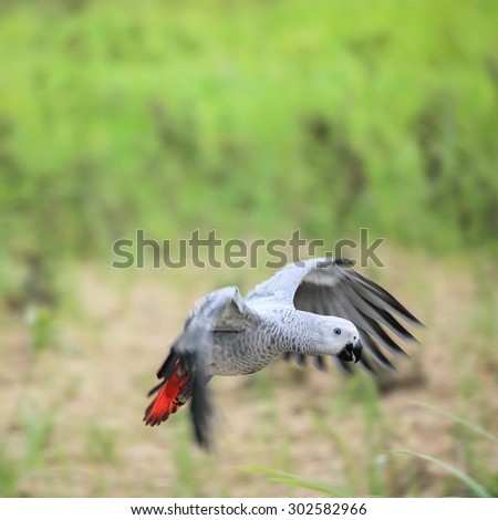 African Grey Parrot Flying in the garden