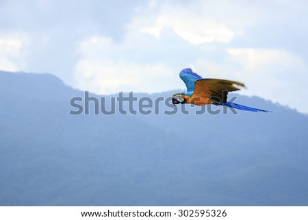 Macaws parrots flying in the sky.