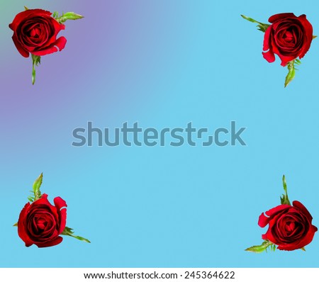 red rose frame on blue background