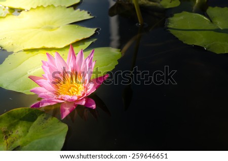 lotus flower with sun light