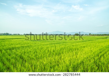 green rice field with sky and cloud with far mountain landscape