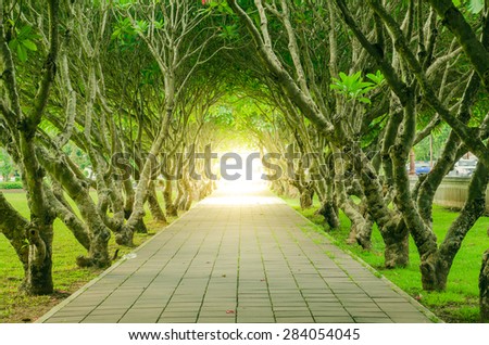 Tree Tunnel  and Desert Rose with god light in the end of road  at nan thailand