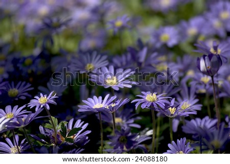 purple japanese anemone flowers
