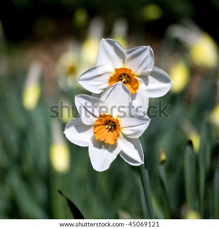 narcissus (genus) - sign of spring