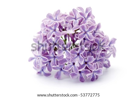 Violet Flower Picture on Violet Flowers Of Lilac Stock Photo 53772775   Shutterstock