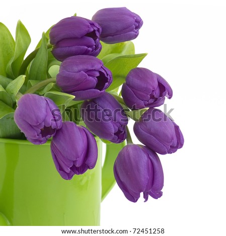 Violet Tulips