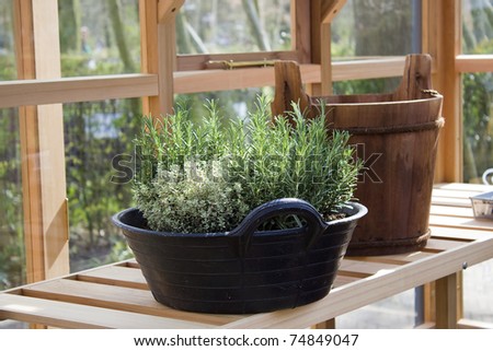 fresh green herbs planted in the pot