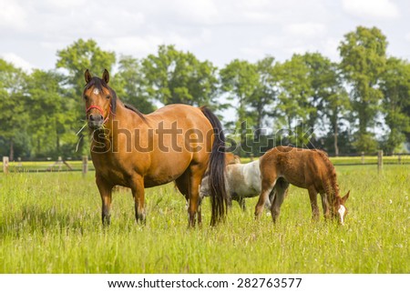 horses on a spring pasture, Lower Rhine Region, Germany
