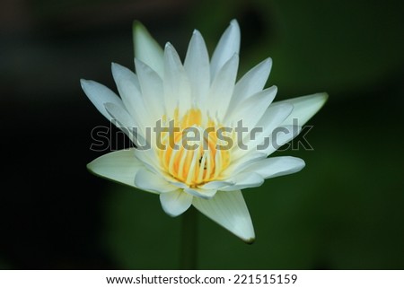 Lotus is a biennial plant the trunk can grow as rhizomes or tubers flow single leaves grow from the stem by a stalk to grow up under the water or above the water surface