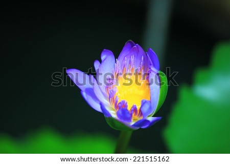 Lotus is a biennial plant the trunk can grow as rhizomes or tubers flow single leaves grow from the stem by a stalk to grow up under the water or above the water surface