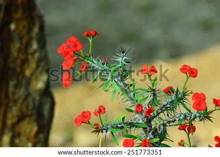 Crown of thorns, Christ Thorn tree is one of Thailand.Desert Rose (Desert Rose).