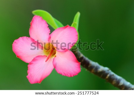Desert Rose, Impala Lily, Mock Azalea is the name of plants with beautiful colorful flowers. The wood is easy to grow More resistant to drought It has been referred to Desert Rose (Desert Rose).
