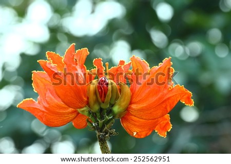 African tulip tree, Fire bell, Fouain tree, Flame of the Forest