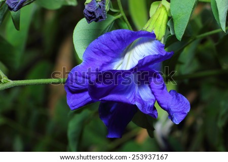 Butterfly pea vine stems are hairy. Native to South America Grown in the tropics