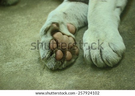 White Siberian tiger paw