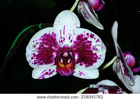Vanda orchids are One of the orchid family (Orchidaceae), a genus is not very big (about 50 species).