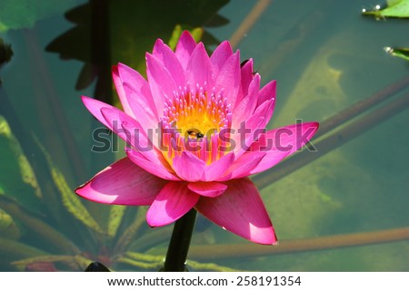genus Nymphaea lotus water lily is an underground stem or rhizome, leaves and flower heads of buds or shoots that grow on the surface of the stem to the leaves and shoots