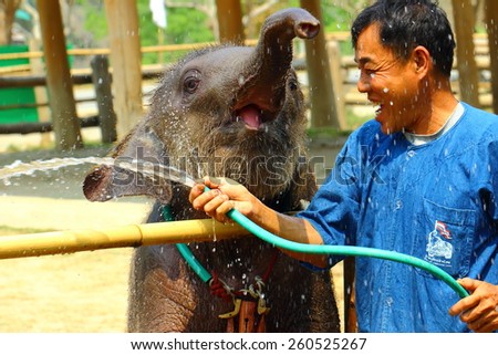 Lampang, Thailand -12 March 2015 Elephant Hospital Motherless calf was \