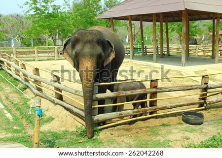 Elephants in Thailand Elephant Conservation Center Most of the elephants sick, the elderly, orphaned baby elephants.