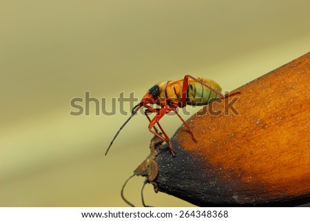 insect, moth, bug, beetle,Kapok bug, Probergrothius nigricornis, a common man-faced redbug from Thailand