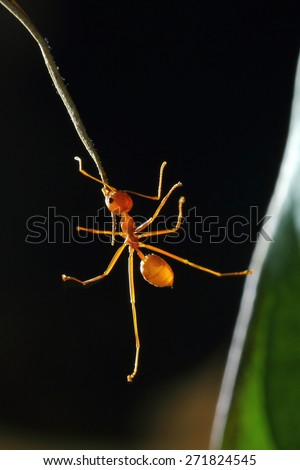 Red ant, Green tree ant ,Weaver ant, Red ant, Green tree ant ,Weaver ant,Ants are do a pyramid of acrobat.