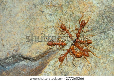 Ants, a deep red. Head and chest hairs thin mustache with 12 segments long, curved neck, chest, legs, slender shape resembles a saddle nest on the trees.