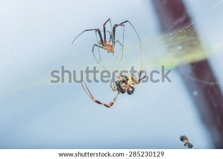 Spider - are helping to create fiber.