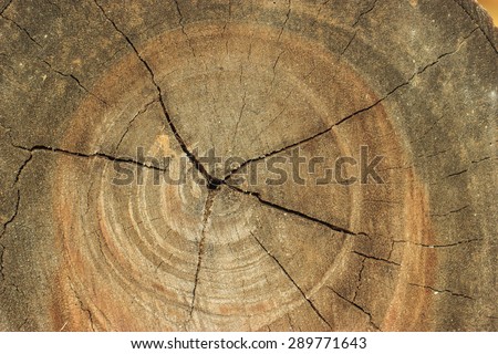 tree rings or growth rings, or annual rings.