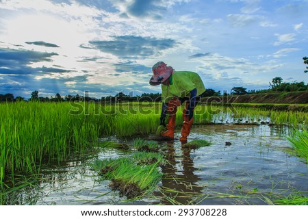 Farmers - Thai Farmers - the farmer is withdrawn and the soil rice seedlings flick off. Before the grown in paddy field.